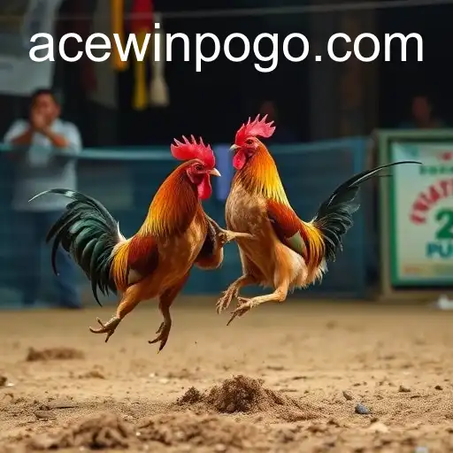 Exploring the Digital Surge of Online Sabong: Acewin's Role in Revolutionizing Cockfighting